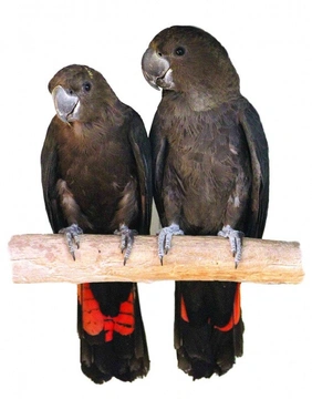 Chov papoušků v Austrálii I