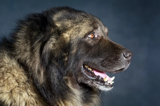 Caucasian ovcharka mountain store dog