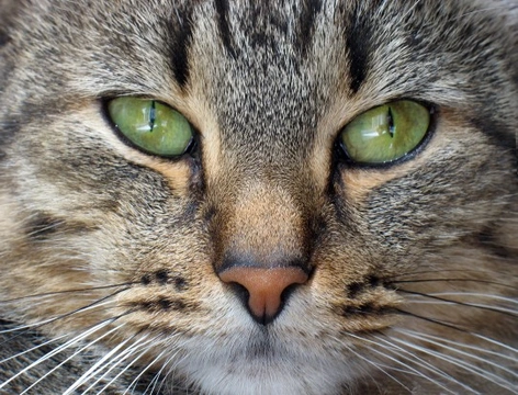 Interesting Facts About a Cat's Nose