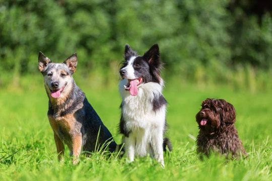 Should you join a dog breed club?