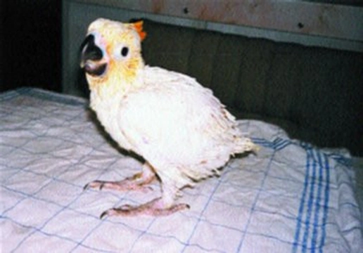 Kakadu žlutolící sumbský