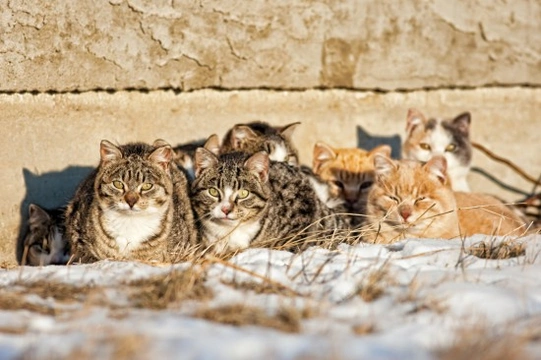 Can Feral Cats Really be Tamed?