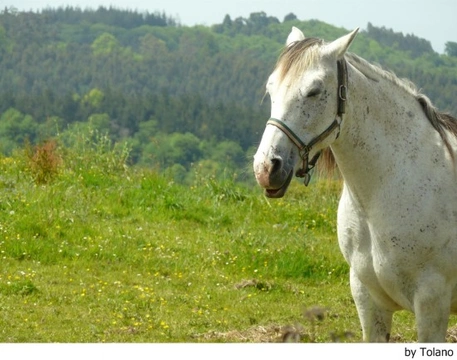 El dolor: causa de problemas de comportamiento en caballos