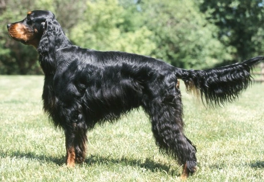 Different types sale of setter dogs