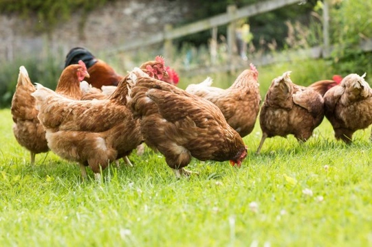 What is Marek’s Disease & How Does it Affect Chickens?