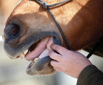 Vlastní kůň, díl 4:  Předkupní veterinární prohlídka 