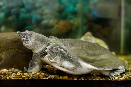 Keeping a soft-shelled turtle as a pet