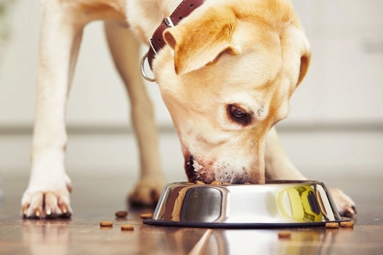 Top 5 Excuses Why People Feed Their Dogs Too Much Food