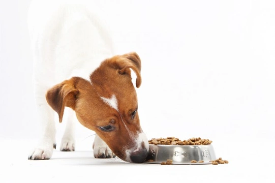 What makes a dog become food aggressive?