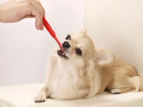 How to tell if your dog has dental problems