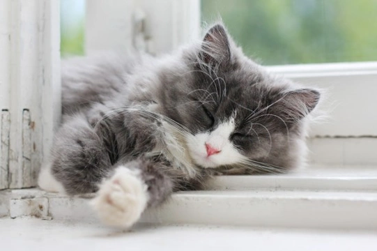 The Sleeping Habits of your Cat