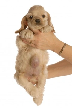5 Types of Hernia Commonly Seen in Dogs