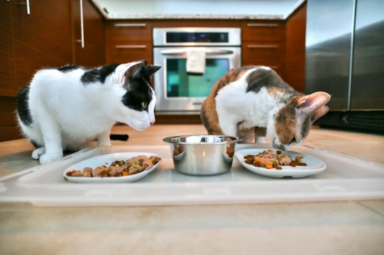 Tips on Feeding Several Cats in a Household