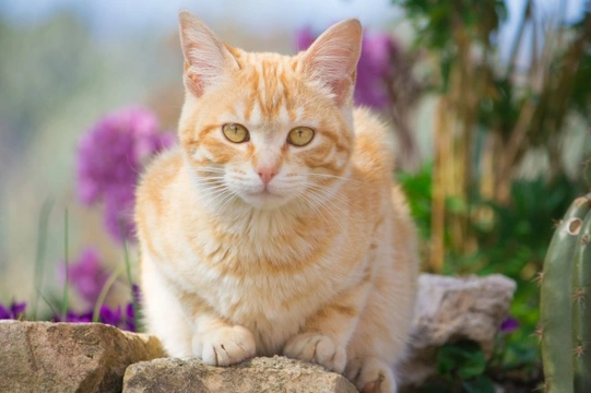 It's Time for Flea and Worm Treatments for Your Cat