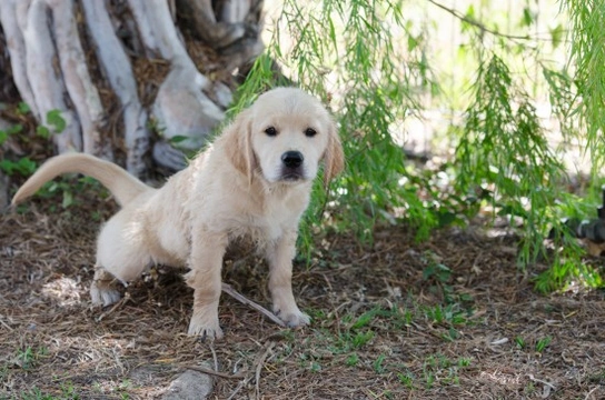 Weaning puppy sale off pee pad