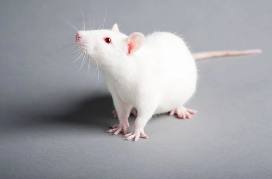 5 Reasons Why Rats Make Lovely Pets