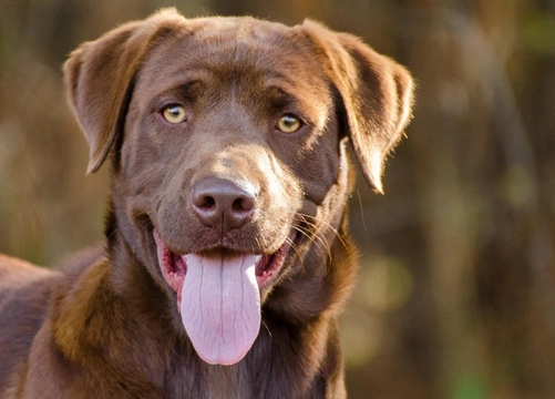 Long coated labrador clearance retriever