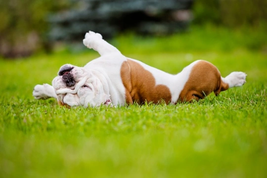 Canine behaviour explained - Rolling around in the grass