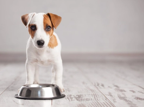 What can you feed to your dog if you’ve run out of dog food?