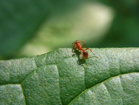 Curiosidades sobre las hormigas