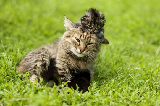 Cat or Kitten - Which One is Right for You