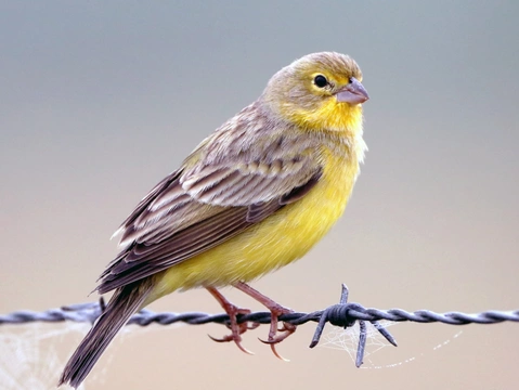 Ptáci mizející z našich chovů – Jižní Amerika, šafránky