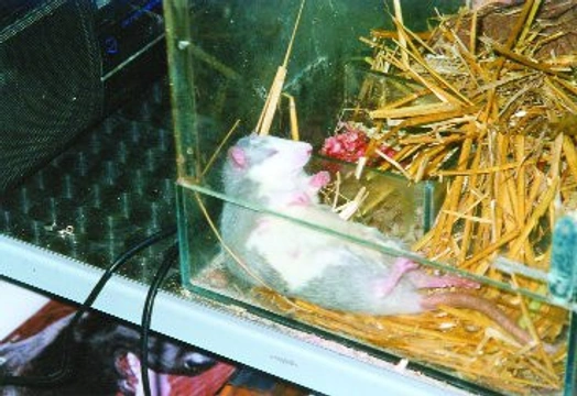 Laboratorní potkani a já
