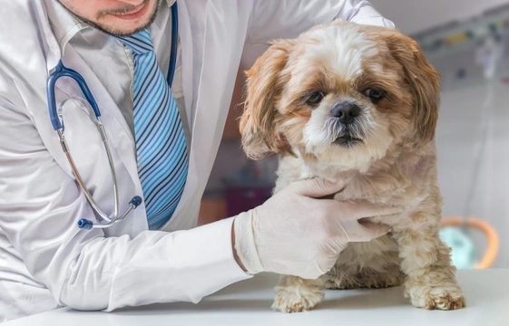 What standard veterinary care do dogs need?
