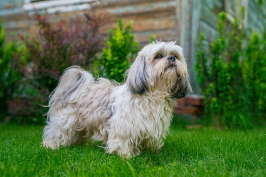 Ten things you need to know about the Shih Tzu before you buy one