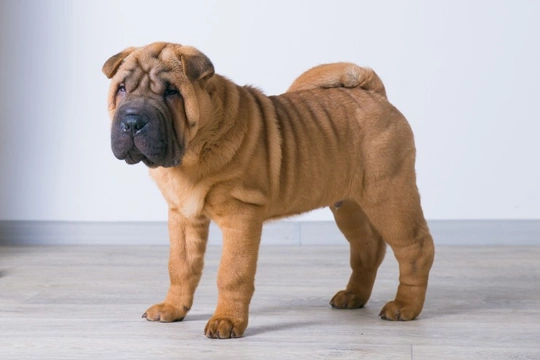 Bear coat shar pei 2024 dog