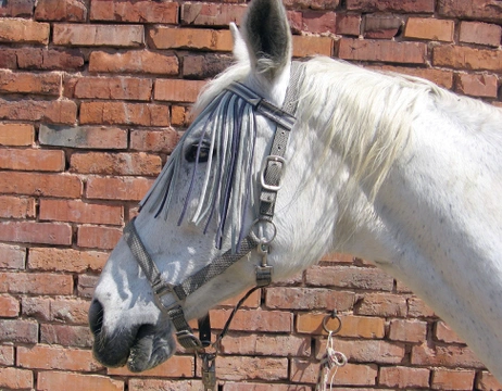 Vlastní kůň, díl 9: Základní výbava pro koně