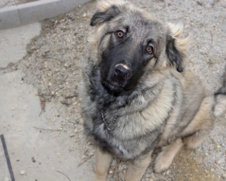 Associazioni animali:  CanDestino Dog Rescue Me