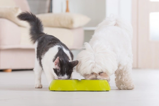 Can Dogs Eat Cat Food Long-term?