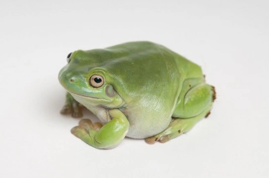 White’s Tree Frogs as Pets