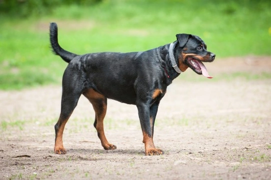 Rottweiler hereditary health and health testing