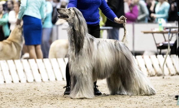 How are best in show classes judged at dog shows?