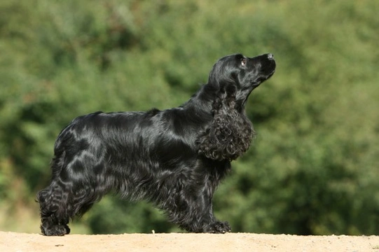 Some enhanced insights into the traits of the cocker spaniel
