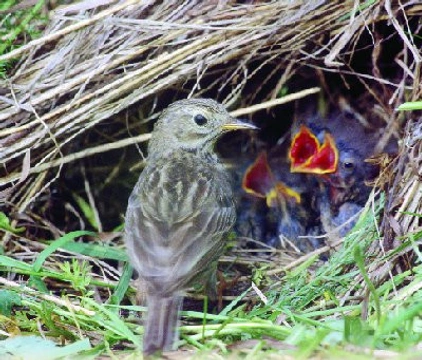 Linduška luční - Anthus pratensis