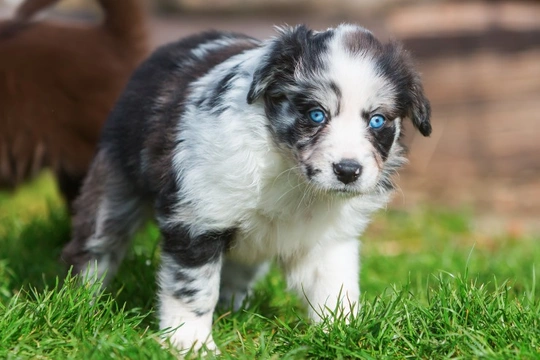 At what age do puppies develop their adult eye colour?