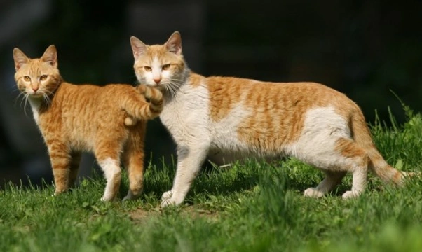 Gato o gata como mascota, ¿qué es mejor?