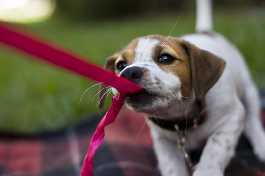 Teaching your dog to play nicely with tug toys