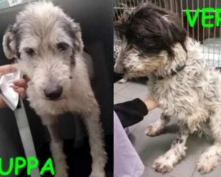 Adozioni cani: la storia di Zuppa e Verza, incroci Lagotto-Spinone