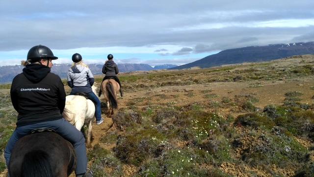 Cesta za islandskými koňmi