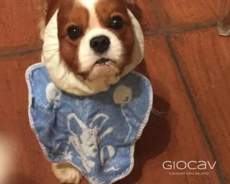 Alimentazione del Cavalier King: