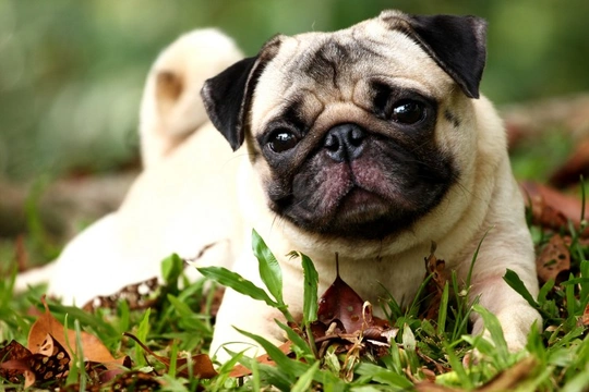 How soon can you tell if your small breed dog has hip dysplasia?