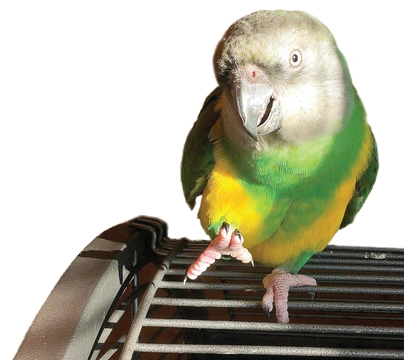 Papoušek senegalský jako domácí mazlíček