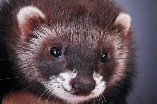 Do ferrets smell, and is there anything you can do about this?
