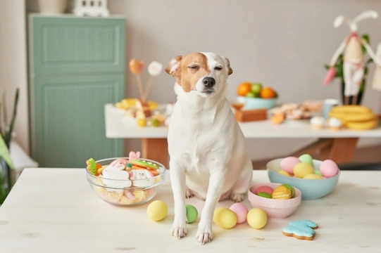What can my dog have on their Easter dinner?