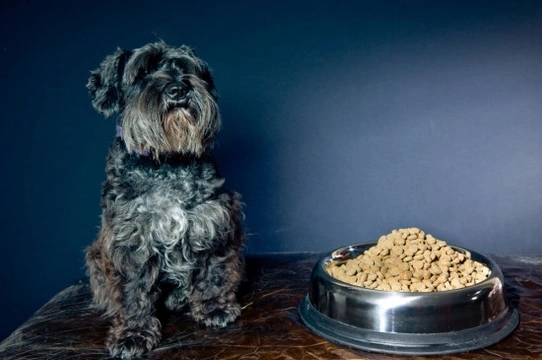 Why isn’t my dog eating ? Eight potential reasons