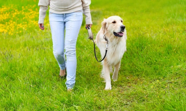 How do you walk a dog with arthritis?